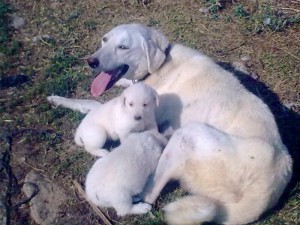 Eskişehir Akbaş Köpek